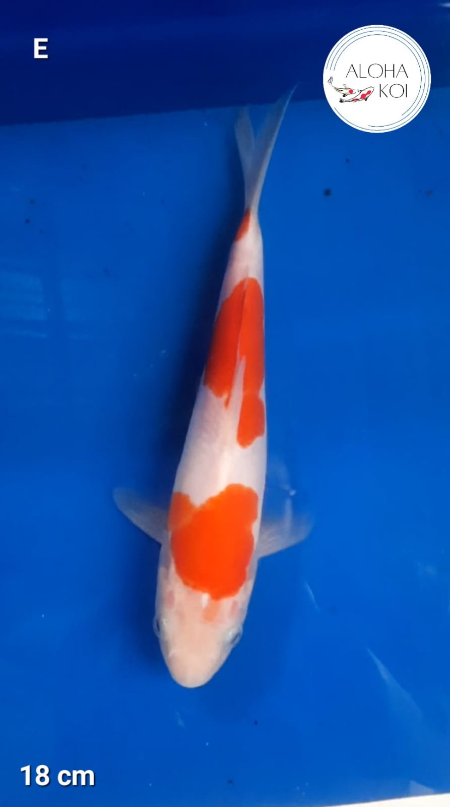 KOHAKU DOITSU NIDAN 18cm