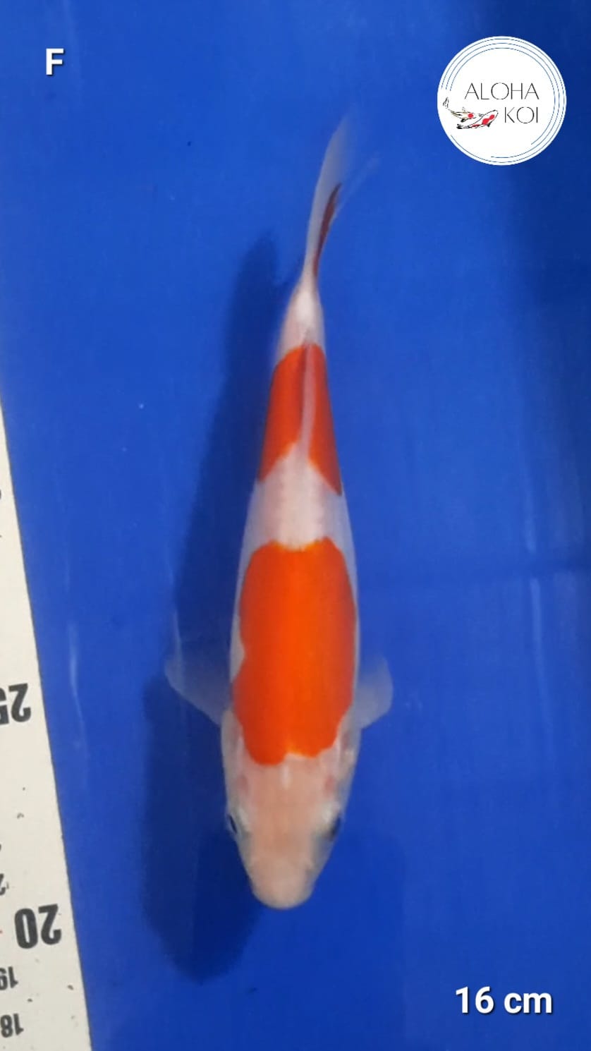 DOITSU KOHAKU NIDAN 16cm