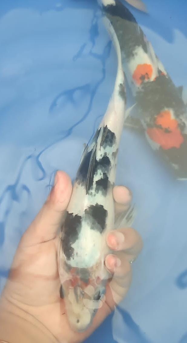 SHIRO TATEGOI 30cm