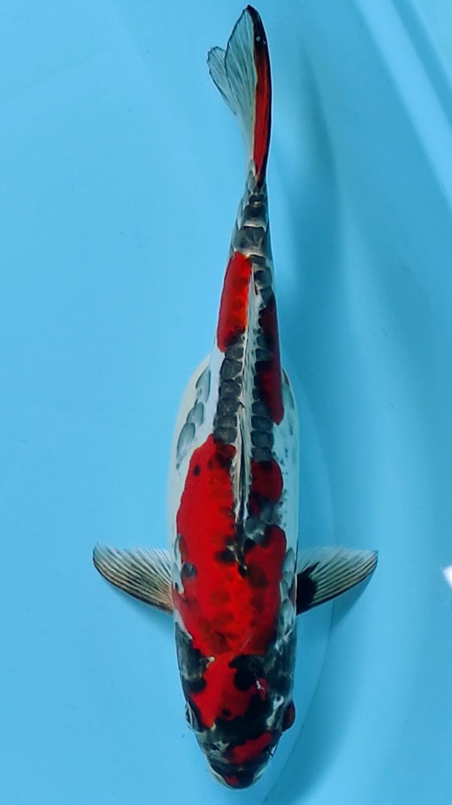 BENIKYKO STRONG 30cm