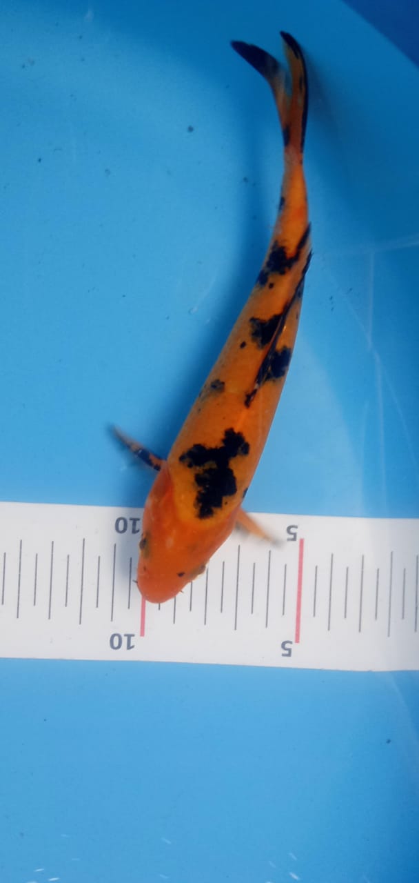 Ikan Koi HIUTSURI 17cm, lelang koi HIUTSURI 17cm, jual koi HIUTSURI 17cm, beli koi HIUTSURI 17cm, Lelang Koi Online, Jual Beli Ikan Koi, Pusat Jual Beli Koi, Info Lelang Koi Hari Ini, Platform Jual Beli Koi, Jual Beli Ikan Koi Online, Marketplace Ikan Koi, Jual Koi Terbaik, Tempat Beli Koi Berkualitas, Pasar Ikan Koi Online Terpercaya, Penjual Ikan Koi Terpercaya, Beli Koi Hias Online, Ikan Koi untuk Dijual, Koi Kualitas Terbaik, Toko Online Ikan Koi, Koi Hias Untuk Dijual, Jual Beli Ikan Koi Lokal, Koi Indonesia Online, Pusat Jual Beli Koi Terbesar