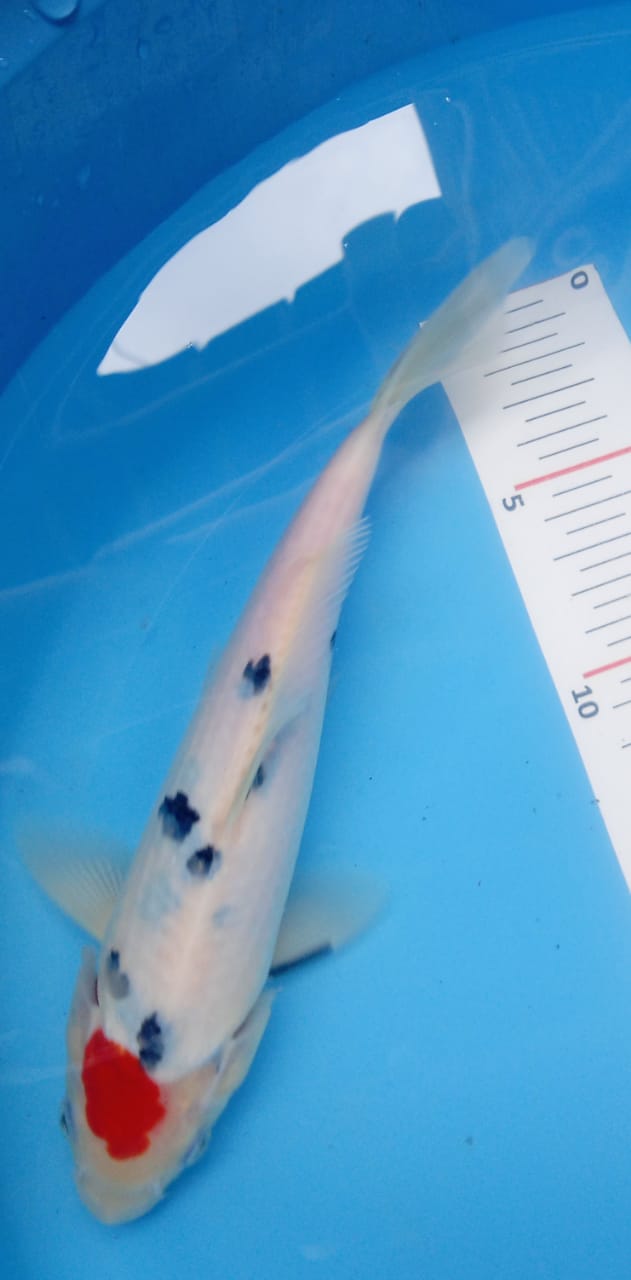 Ikan Koi TANCHO SANKE 24cm, lelang koi TANCHO SANKE 24cm, jual koi TANCHO SANKE 24cm, beli koi TANCHO SANKE 24cm, Lelang Koi Online, Jual Beli Ikan Koi, Pusat Jual Beli Koi, Info Lelang Koi Hari Ini, Platform Jual Beli Koi, Jual Beli Ikan Koi Online, Marketplace Ikan Koi, Jual Koi Terbaik, Tempat Beli Koi Berkualitas, Pasar Ikan Koi Online Terpercaya, Penjual Ikan Koi Terpercaya, Beli Koi Hias Online, Ikan Koi untuk Dijual, Koi Kualitas Terbaik, Toko Online Ikan Koi, Koi Hias Untuk Dijual, Jual Beli Ikan Koi Lokal, Koi Indonesia Online, Pusat Jual Beli Koi Terbesar