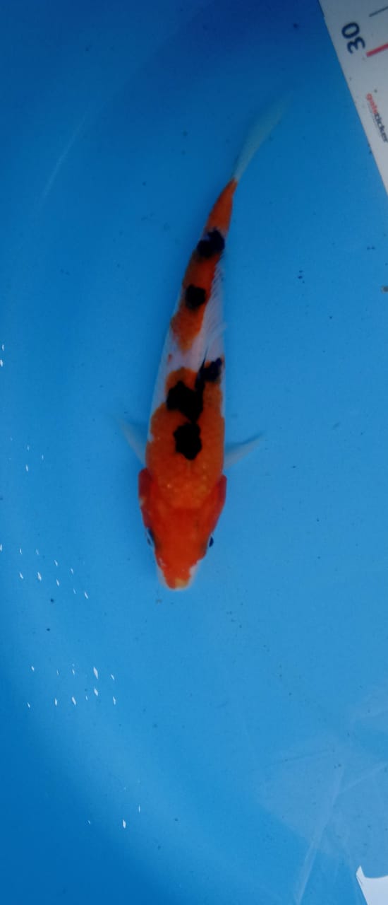 Ikan Koi SHOWA 15cm, lelang koi SHOWA 15cm, jual koi SHOWA 15cm, beli koi SHOWA 15cm, Lelang Koi Online, Jual Beli Ikan Koi, Pusat Jual Beli Koi, Info Lelang Koi Hari Ini, Platform Jual Beli Koi, Jual Beli Ikan Koi Online, Marketplace Ikan Koi, Jual Koi Terbaik, Tempat Beli Koi Berkualitas, Pasar Ikan Koi Online Terpercaya, Penjual Ikan Koi Terpercaya, Beli Koi Hias Online, Ikan Koi untuk Dijual, Koi Kualitas Terbaik, Toko Online Ikan Koi, Koi Hias Untuk Dijual, Jual Beli Ikan Koi Lokal, Koi Indonesia Online, Pusat Jual Beli Koi Terbesar