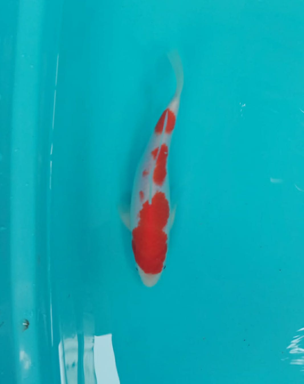 Lelang Koi Online, Jual Beli Ikan Koi, Pusat Jual Beli Koi, Info Lelang Koi Hari Ini, Platform Jual Beli Koi, Jual Beli Ikan Koi Online, Marketplace Ikan Koi, Jual Koi Terbaik, Tempat Beli Koi Berkualitas, Pasar Ikan Koi Online Terpercaya, Penjual Ikan Koi Terpercaya, Beli Koi Hias Online, Ikan Koi untuk Dijual, Koi Kualitas Terbaik, Toko Online Ikan Koi, Koi Hias Untuk Dijual, Jual Beli Ikan Koi Lokal, Koi Indonesia Online, Pusat Jual Beli Koi Terbesar