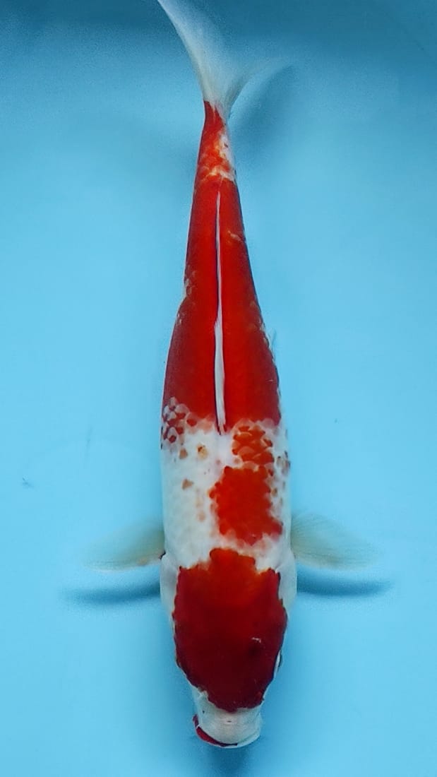 Lelang Koi Online, Jual Beli Ikan Koi, Pusat Jual Beli Koi, Info Lelang Koi Hari Ini, Platform Jual Beli Koi, Jual Beli Ikan Koi Online, Marketplace Ikan Koi, Jual Koi Terbaik, Tempat Beli Koi Berkualitas, Pasar Ikan Koi Online Terpercaya, Penjual Ikan Koi Terpercaya, Beli Koi Hias Online, Ikan Koi untuk Dijual, Koi Kualitas Terbaik, Toko Online Ikan Koi, Koi Hias Untuk Dijual, Jual Beli Ikan Koi Lokal, Koi Indonesia Online, Pusat Jual Beli Koi Terbesar