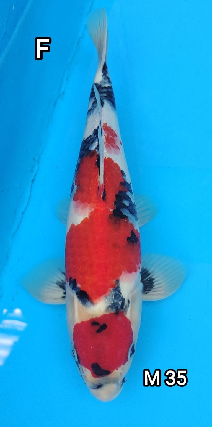 MARUTEN SHOWA M 35cm