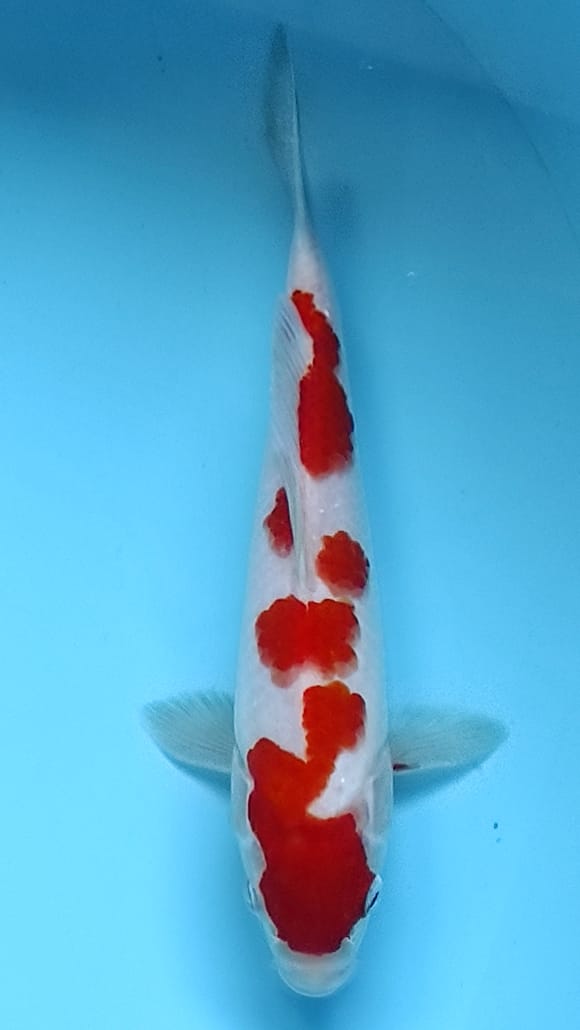 KOHAKU SUPER 25cm