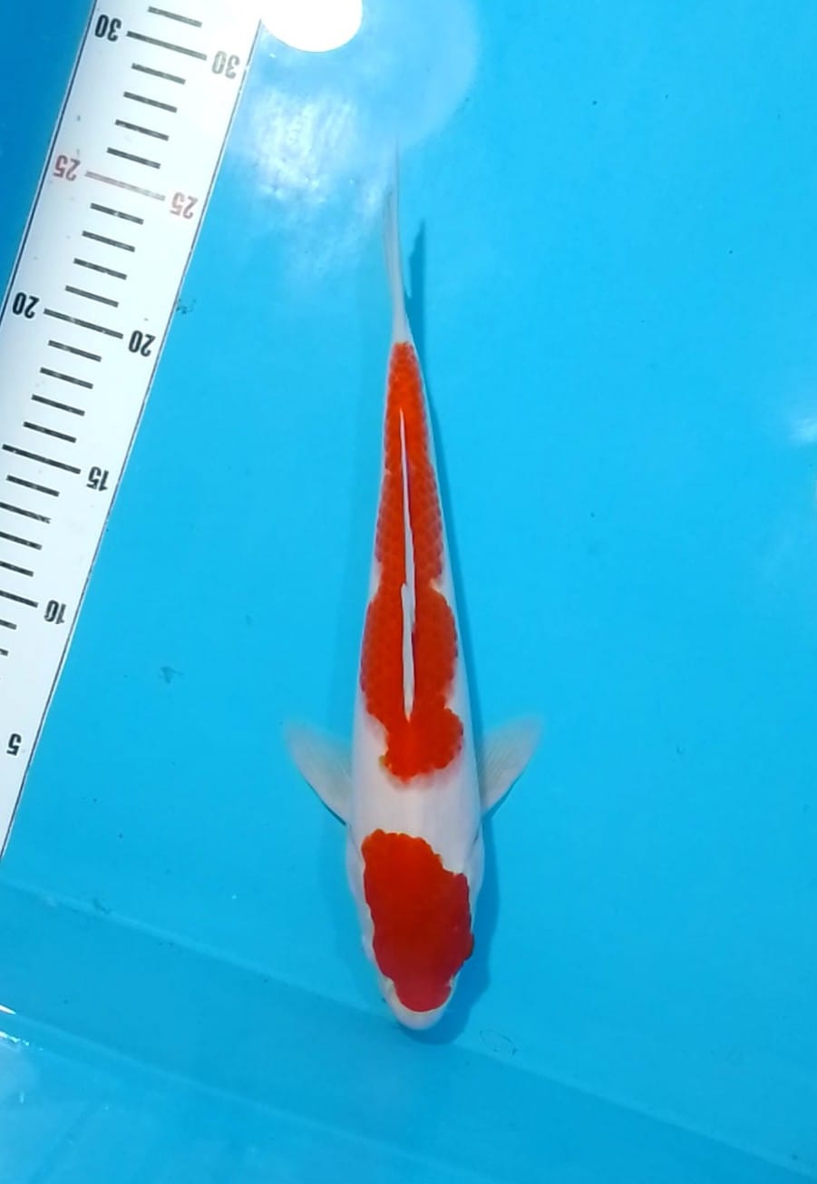 KOHAKU 2STEP 29cm