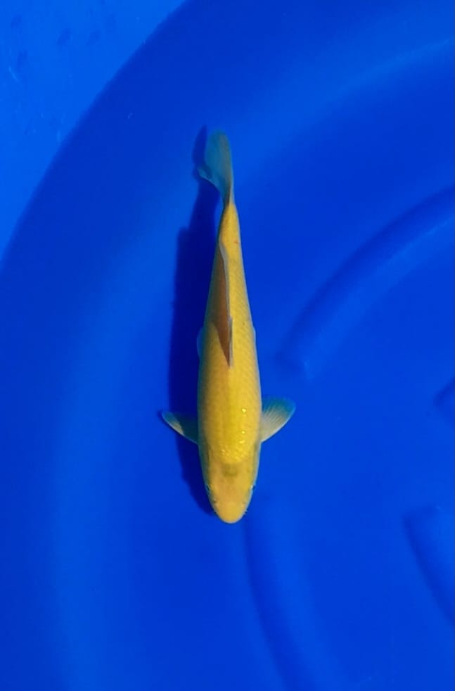 KARASI32cm