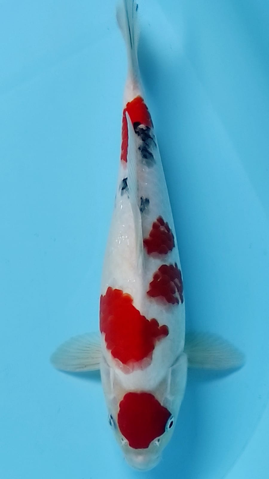 SANKE MARUTEN 33cm