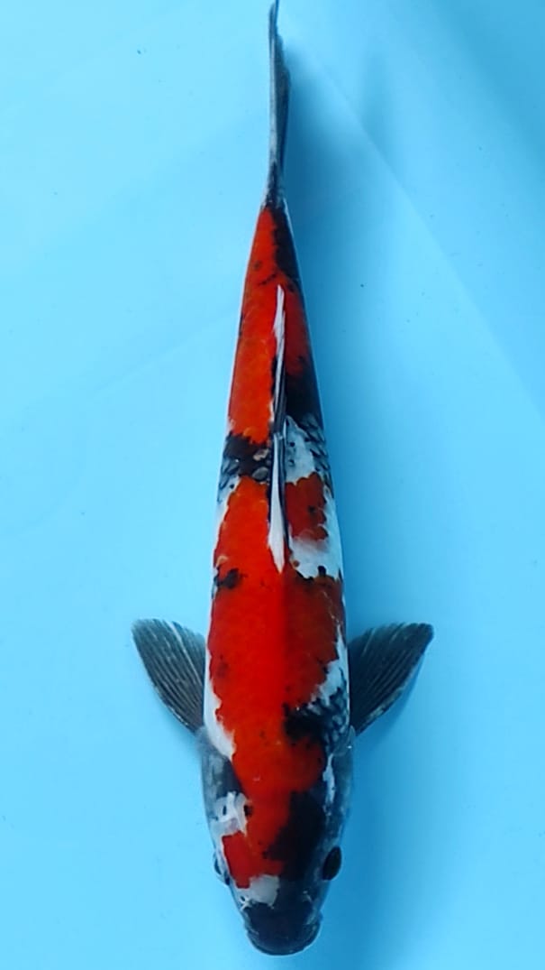 SHOWA MARUTEN STRONG 36cm