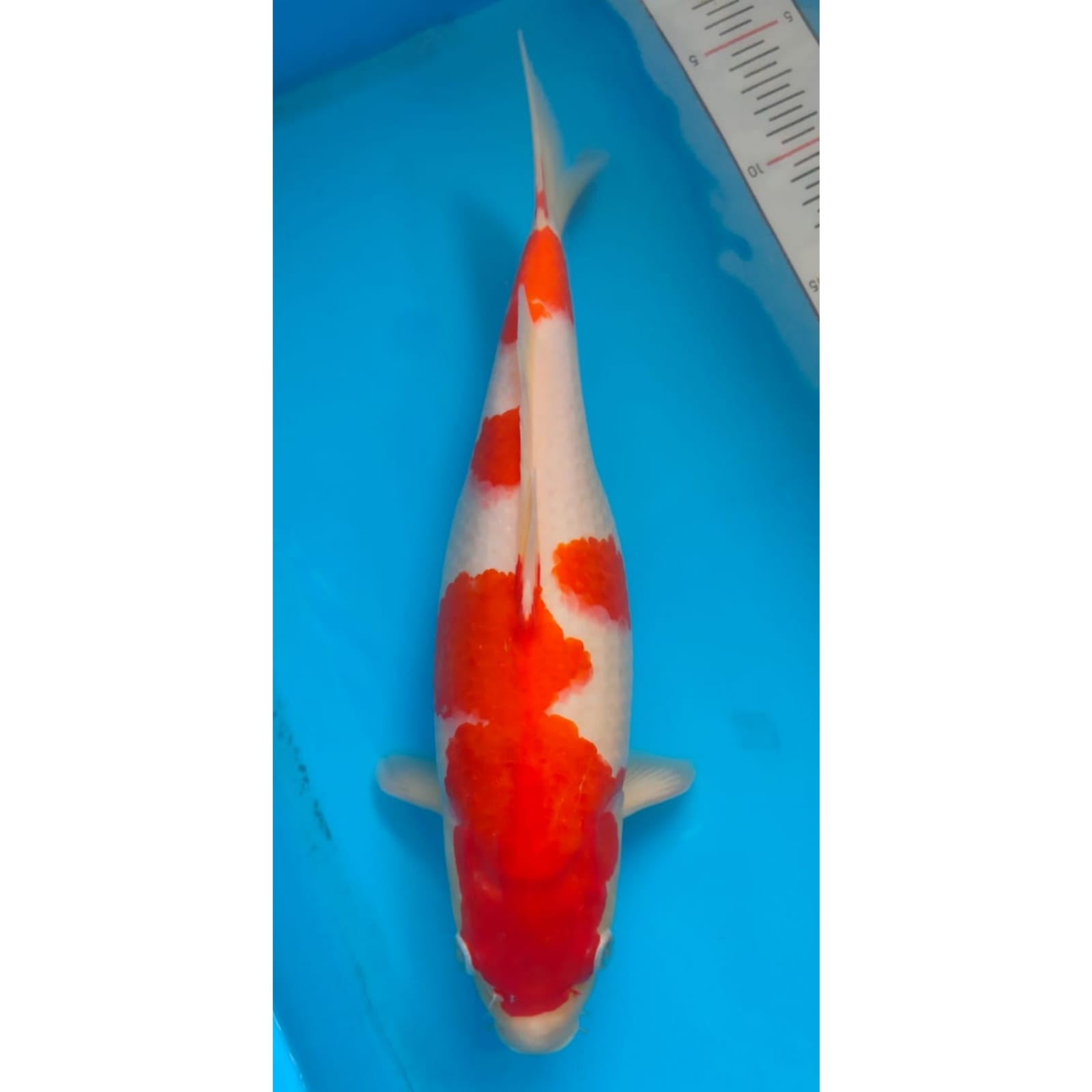 KOHAKU 33cm
