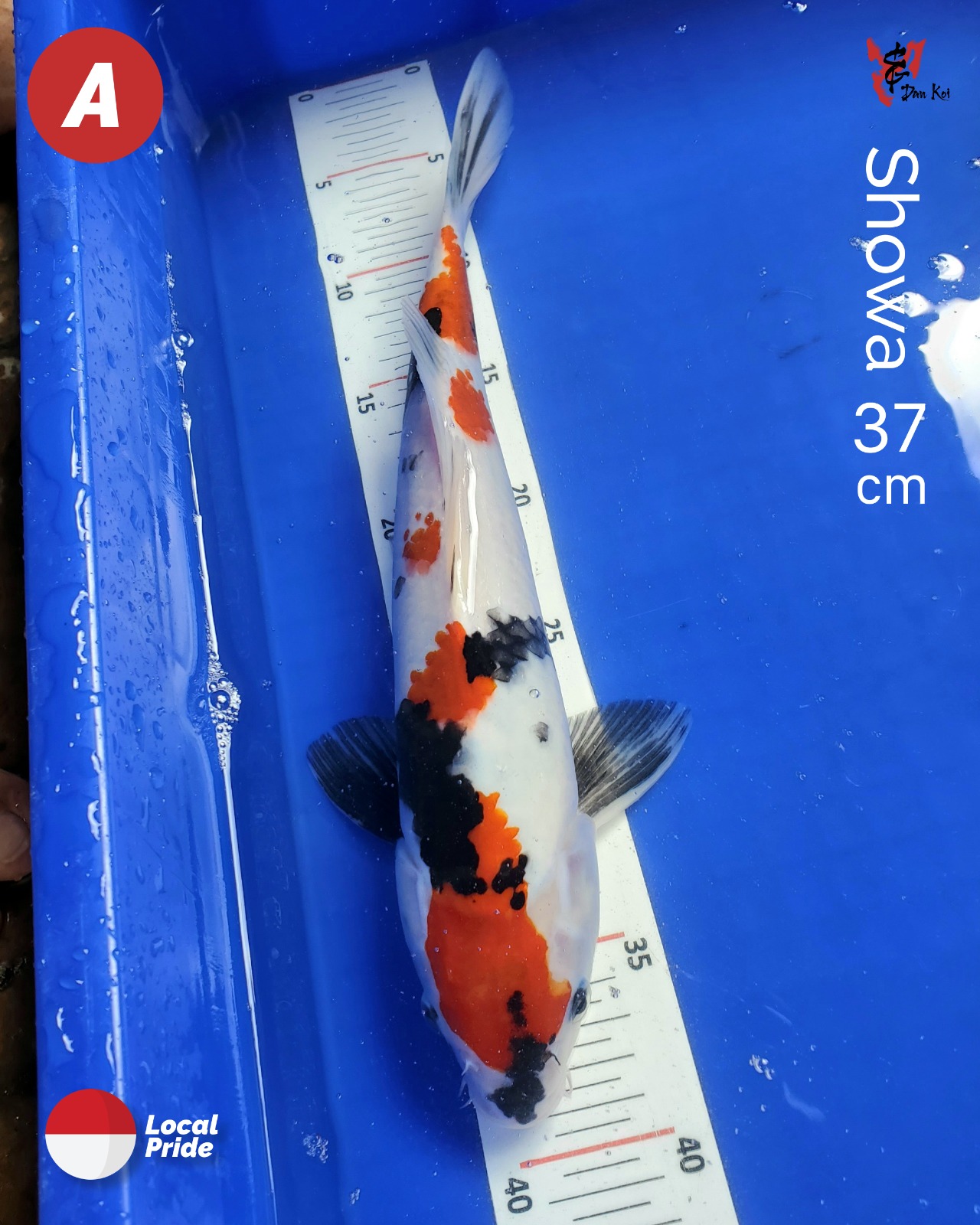 SHOWA 37cm