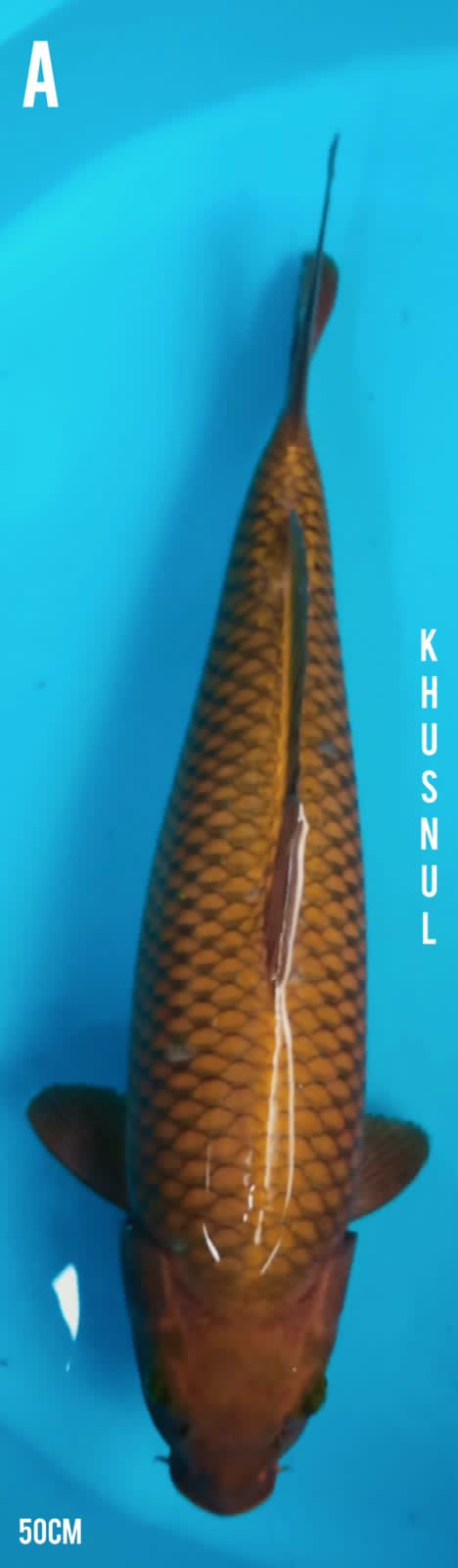 CHAGOI TEMBAGA 50cm