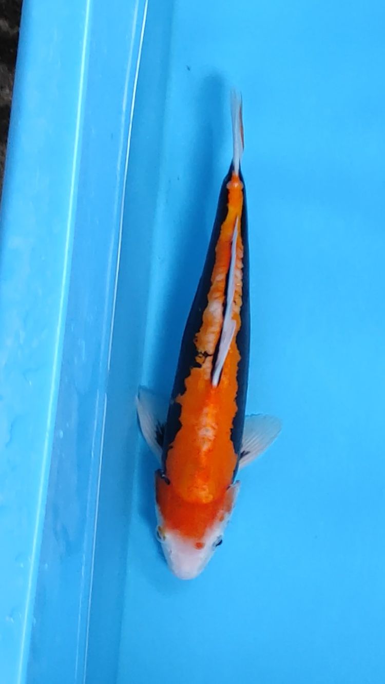 BENNYKUMON 33cm