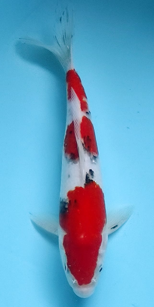 Lelang Koi Online, Jual Beli Ikan Koi, Pusat Jual Beli Koi, Info Lelang Koi Hari Ini, Platform Jual Beli Koi, Jual Beli Ikan Koi Online, Marketplace Ikan Koi, Jual Koi Terbaik, Tempat Beli Koi Berkualitas, Pasar Ikan Koi Online Terpercaya, Penjual Ikan Koi Terpercaya, Beli Koi Hias Online, Ikan Koi untuk Dijual, Koi Kualitas Terbaik, Toko Online Ikan Koi, Koi Hias Untuk Dijual, Jual Beli Ikan Koi Lokal, Koi Indonesia Online, Pusat Jual Beli Koi Terbesar