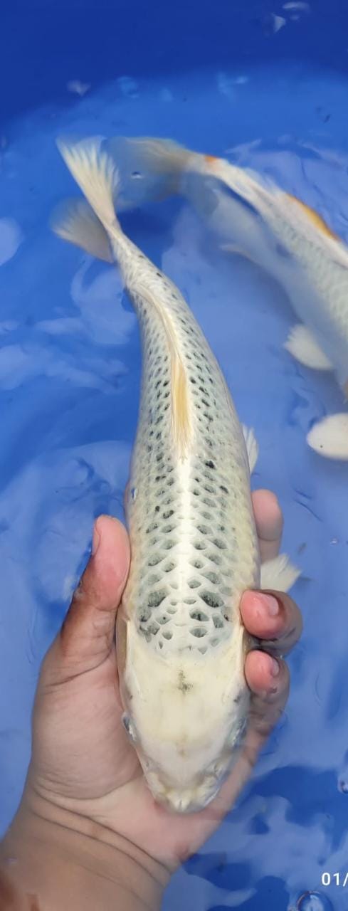 GIN MATSHUBA 32cm