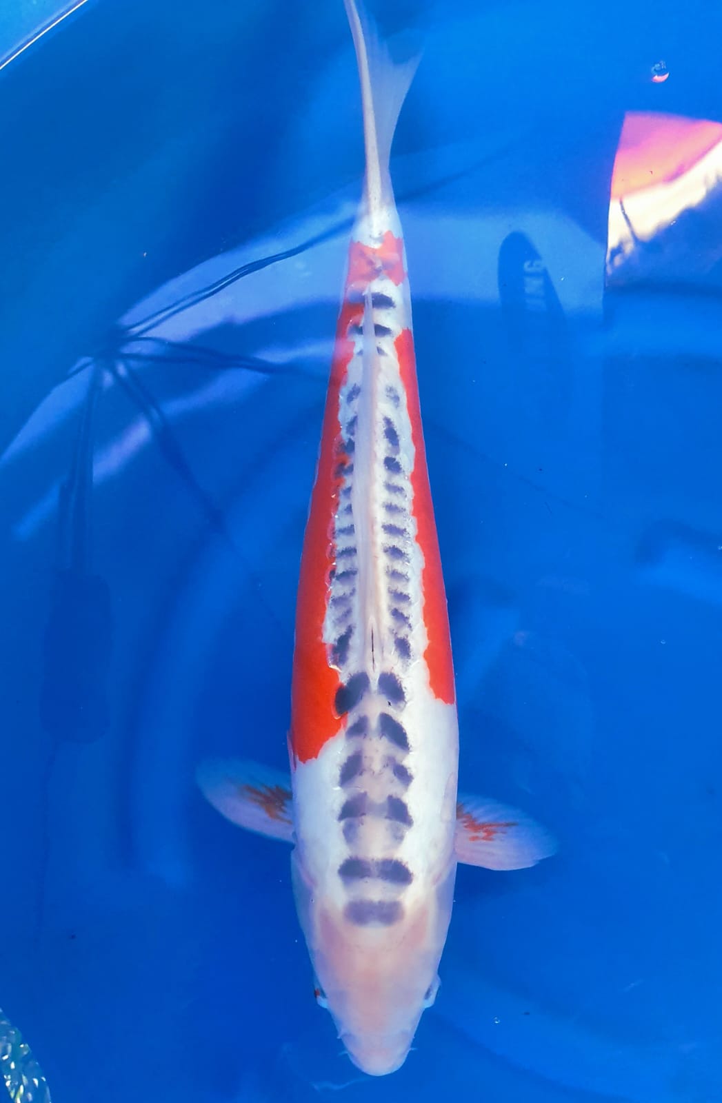 Lelang Koi Online, Jual Beli Ikan Koi, Pusat Jual Beli Koi, Info Lelang Koi Hari Ini, Platform Jual Beli Koi, Jual Beli Ikan Koi Online, Marketplace Ikan Koi, Jual Koi Terbaik, Tempat Beli Koi Berkualitas, Pasar Ikan Koi Online Terpercaya, Penjual Ikan Koi Terpercaya, Beli Koi Hias Online, Ikan Koi untuk Dijual, Koi Kualitas Terbaik, Toko Online Ikan Koi, Koi Hias Untuk Dijual, Jual Beli Ikan Koi Lokal, Koi Indonesia Online, Pusat Jual Beli Koi Terbesar