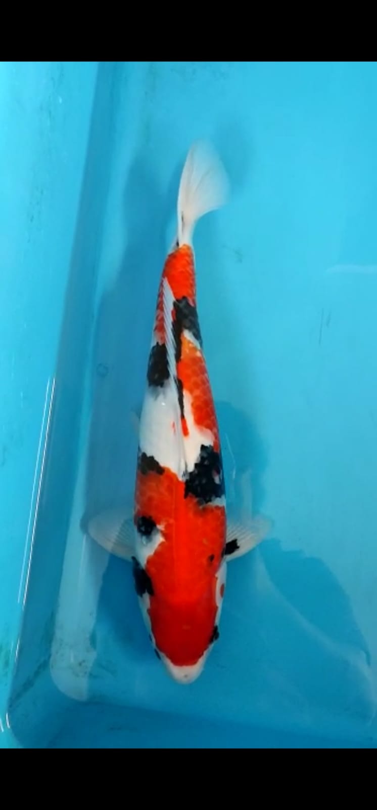 SHOWA AKF 47cm