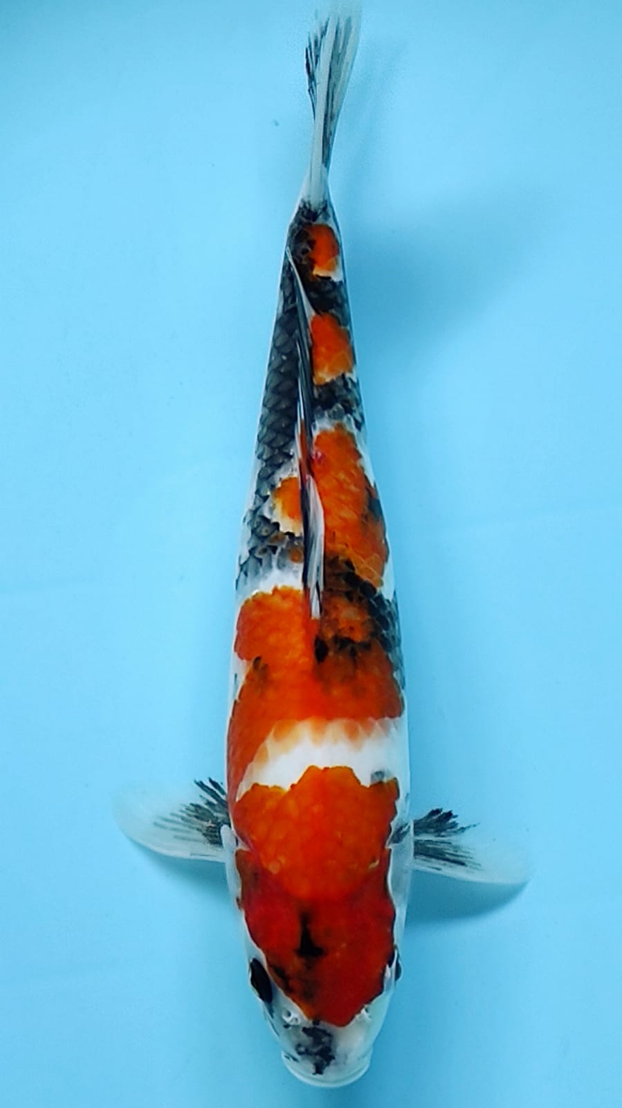 SHOWA MARUTEN 35cm