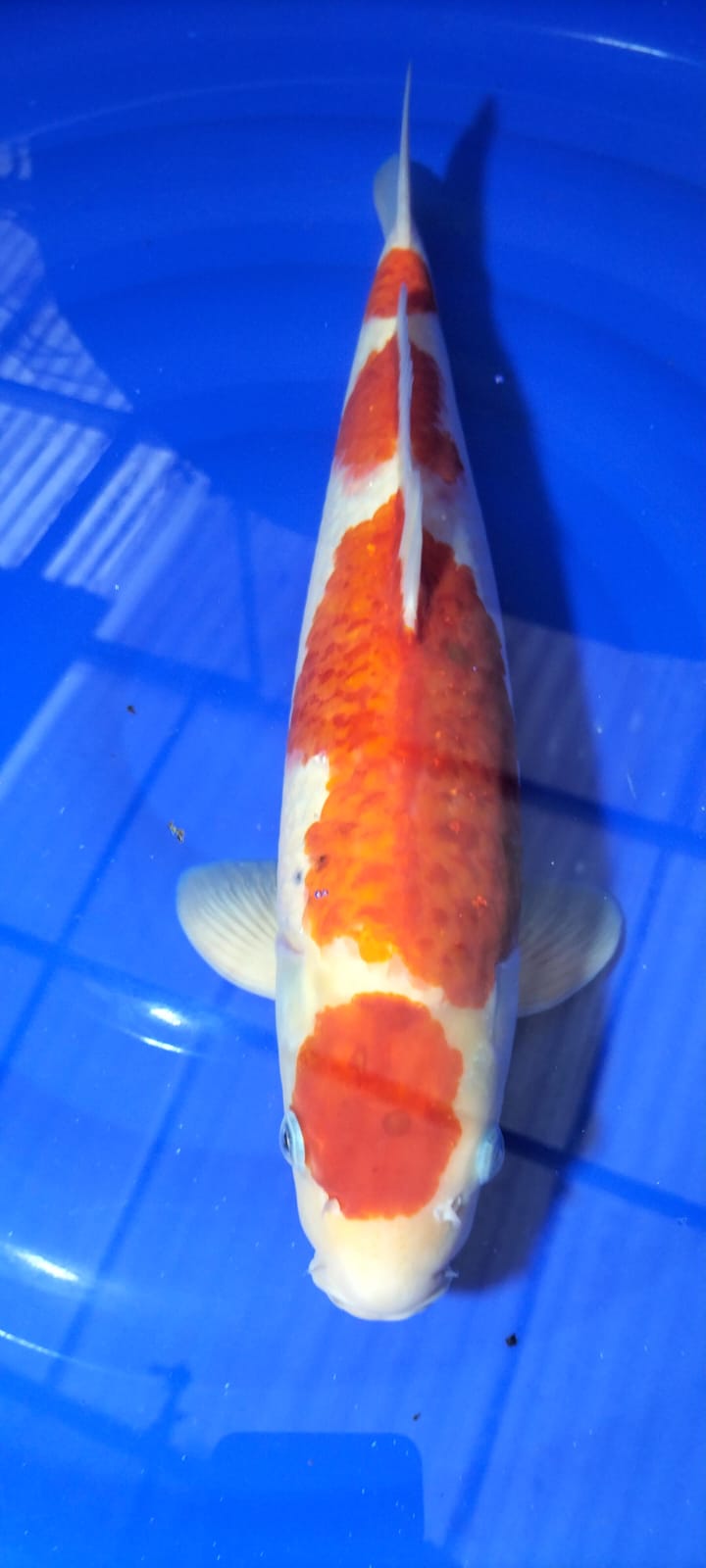 KOHAKU LOKAL 60cm