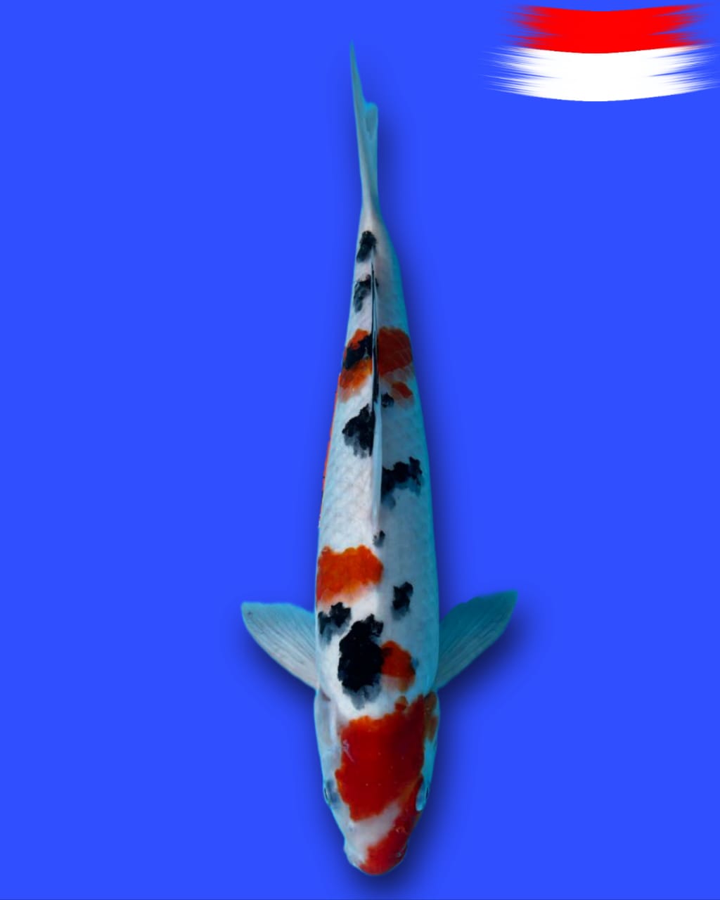 SANKE 37cm