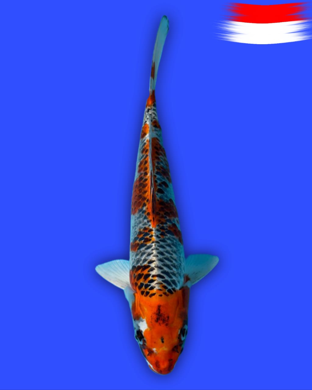 KUJAKU 36cm