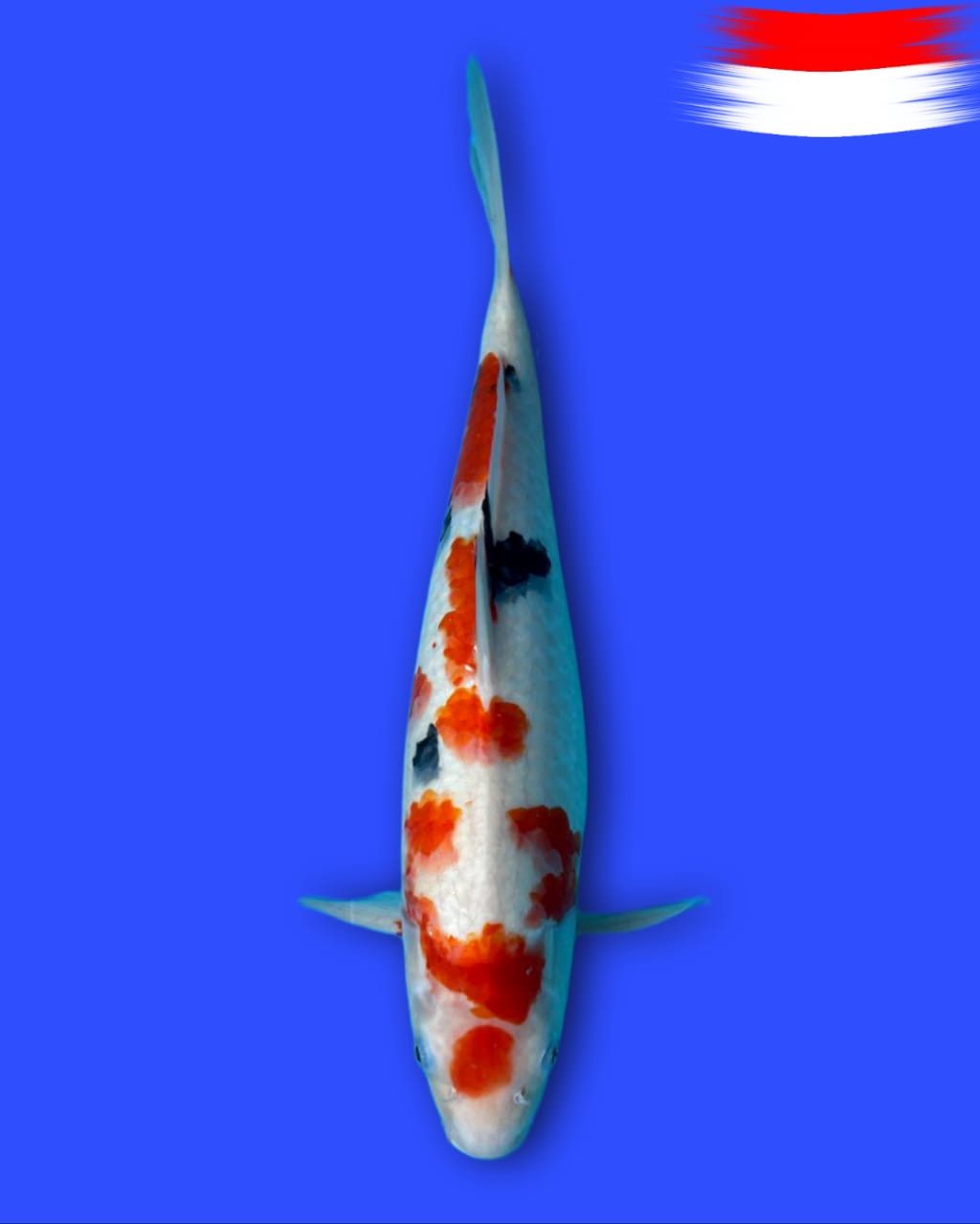 SANKE 40cm