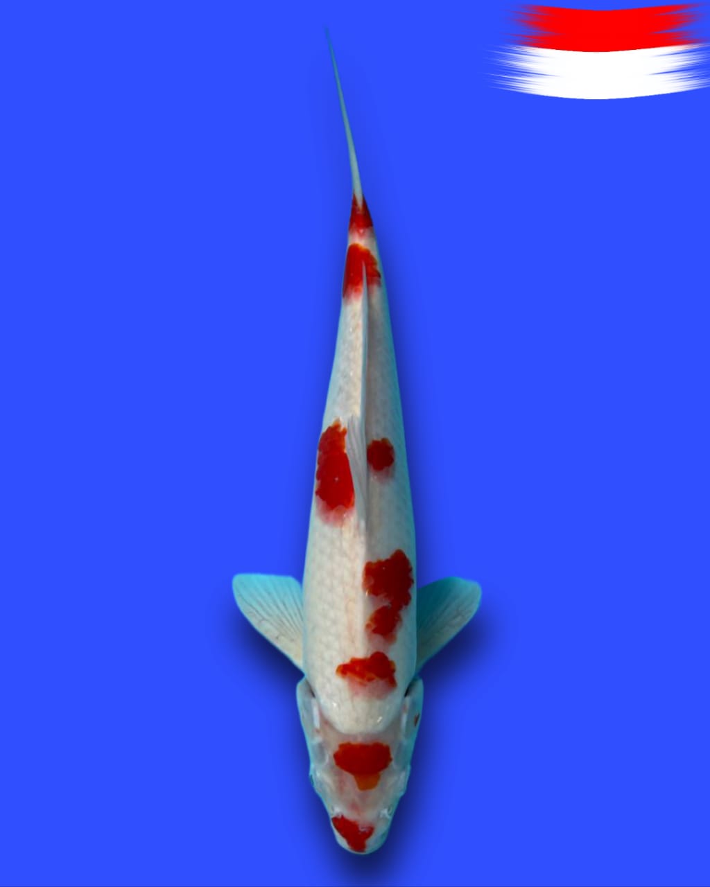 KOHAKU 38cm