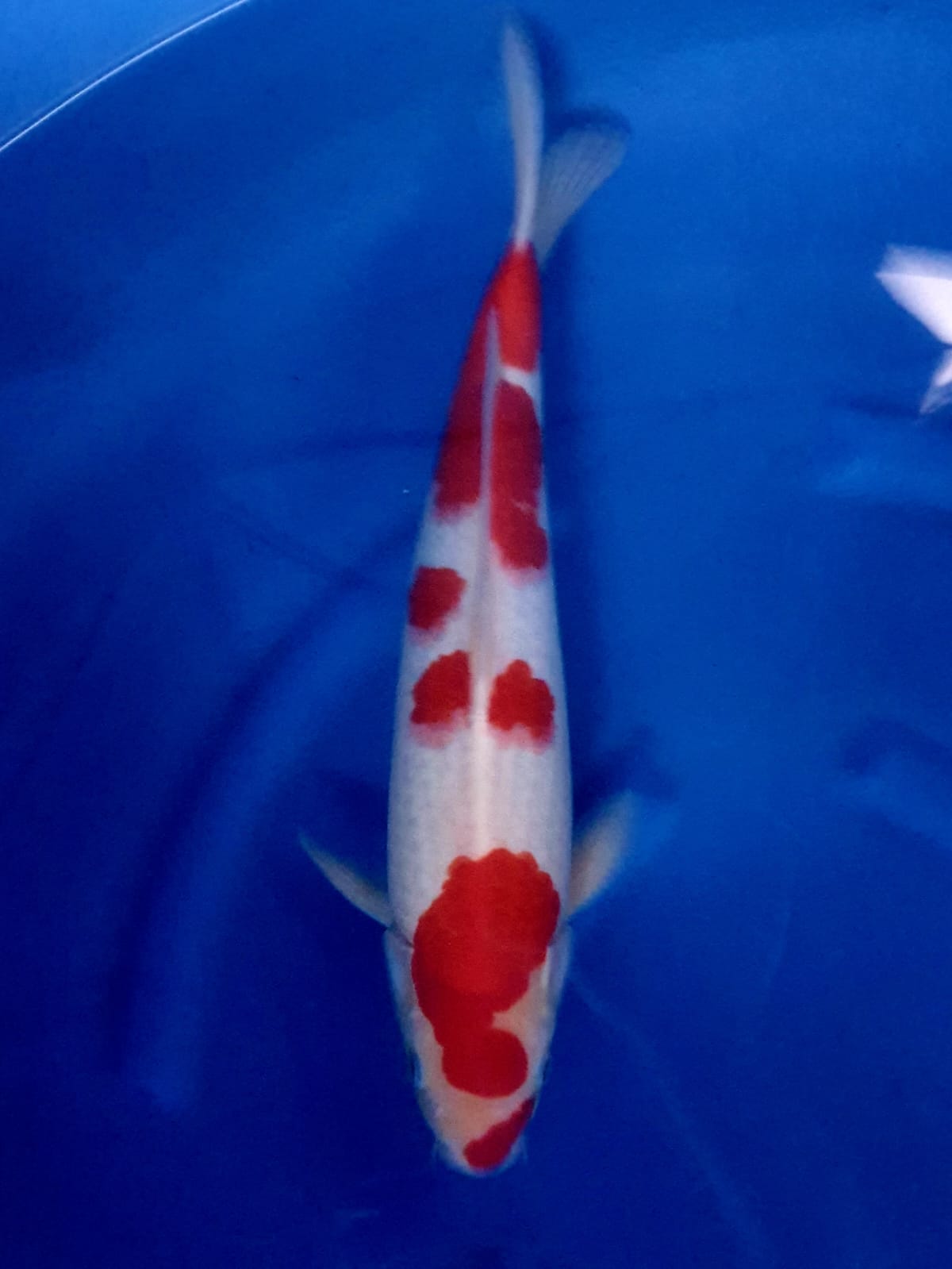 KOHAKU 47cm MALE IMPORT MATSUE FARM