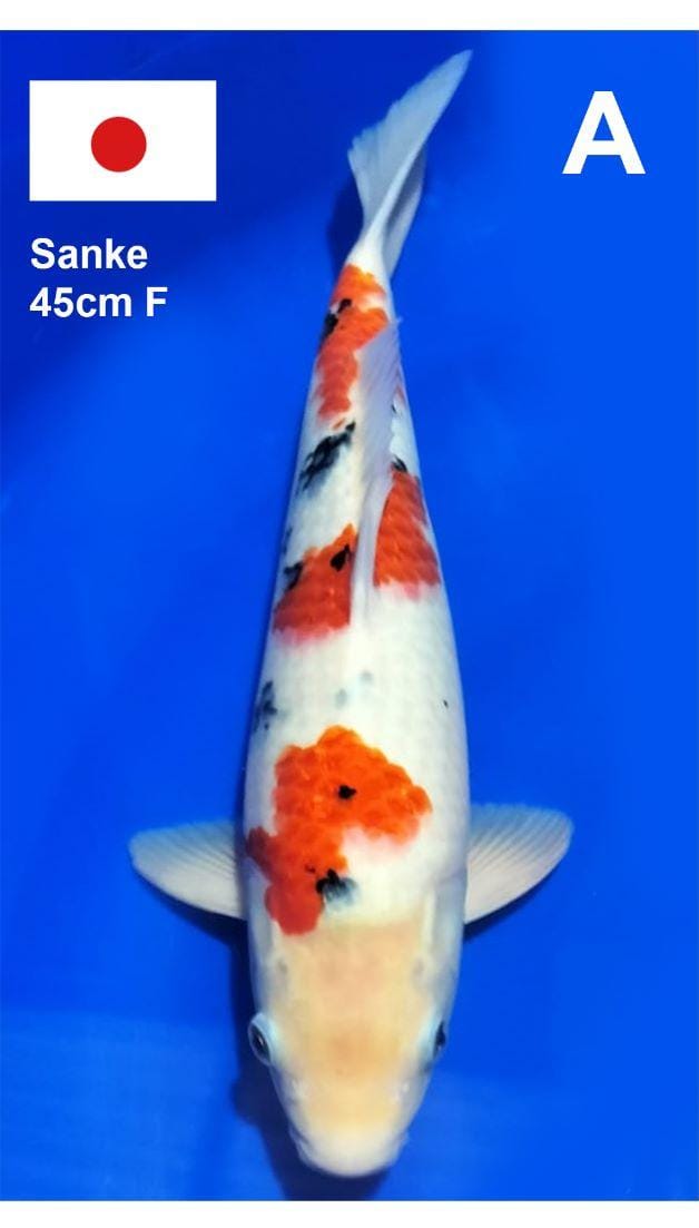 SANKE 45cm