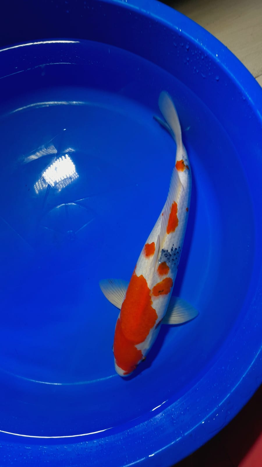 SHOWA PEJANTAN HQ 45cm