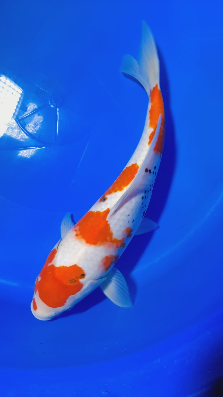 ORIGINAL SHOWA 35cm