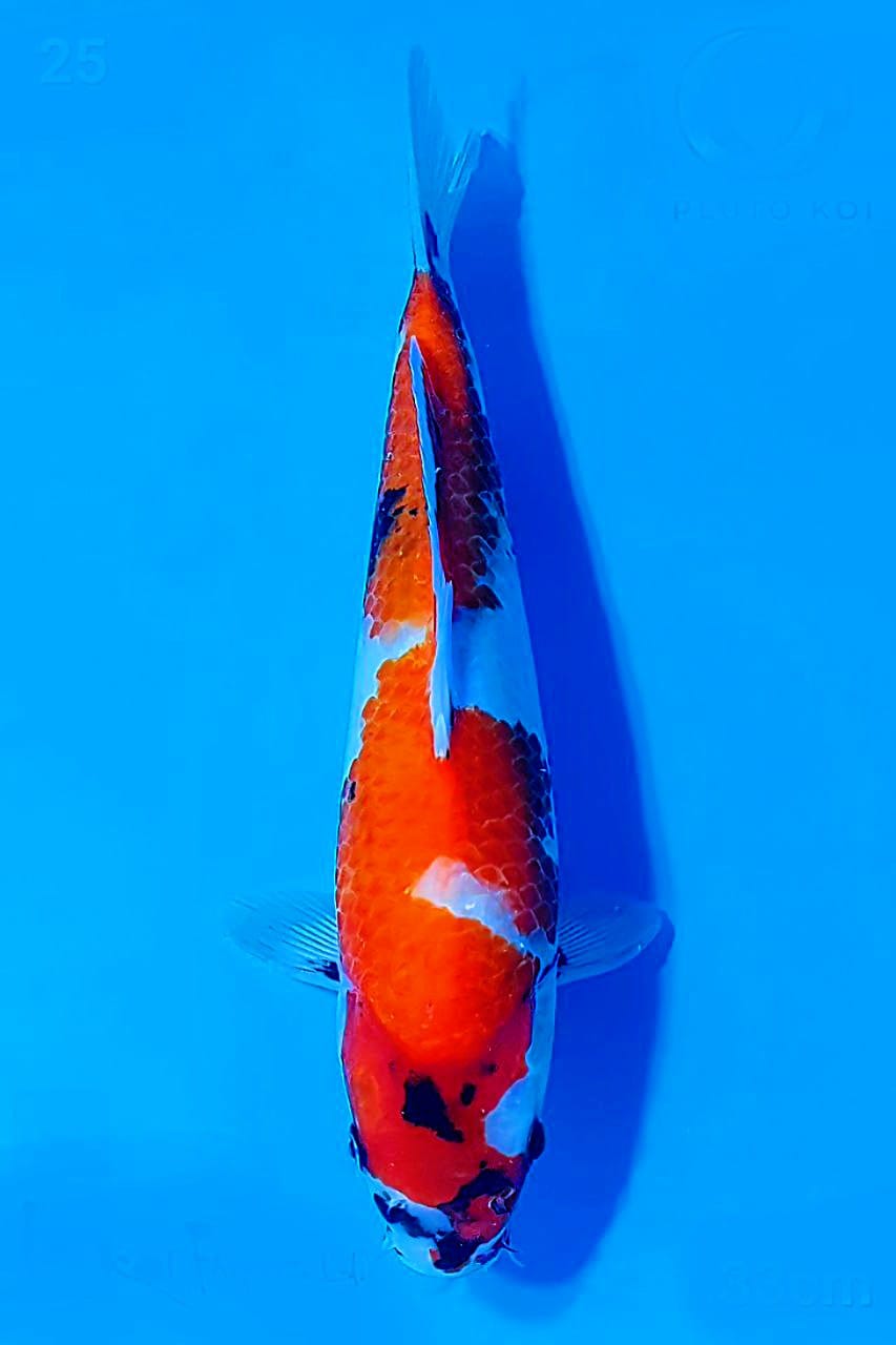TATEGOI SHOWA 35cm ISA KOI FARM