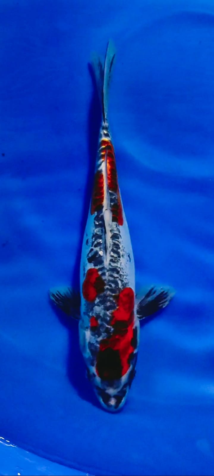 KIKO 35cm