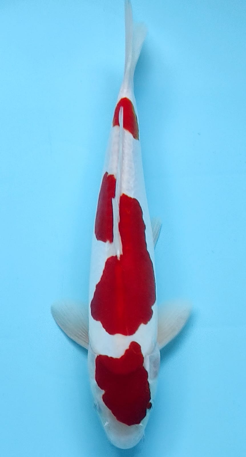KOHAKU DOITSU MURNI 3 STEP 35cm