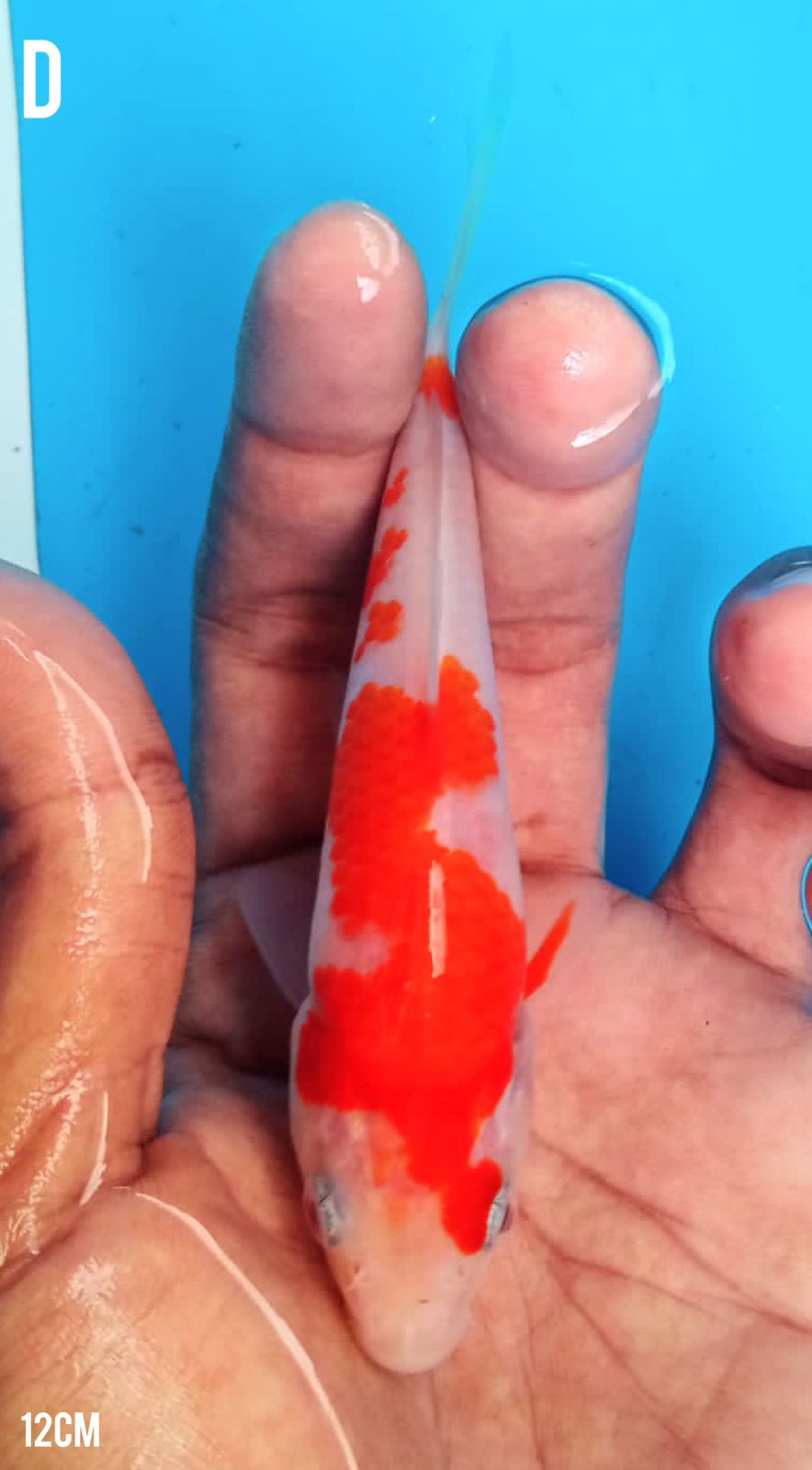 KOHAKU 12cm