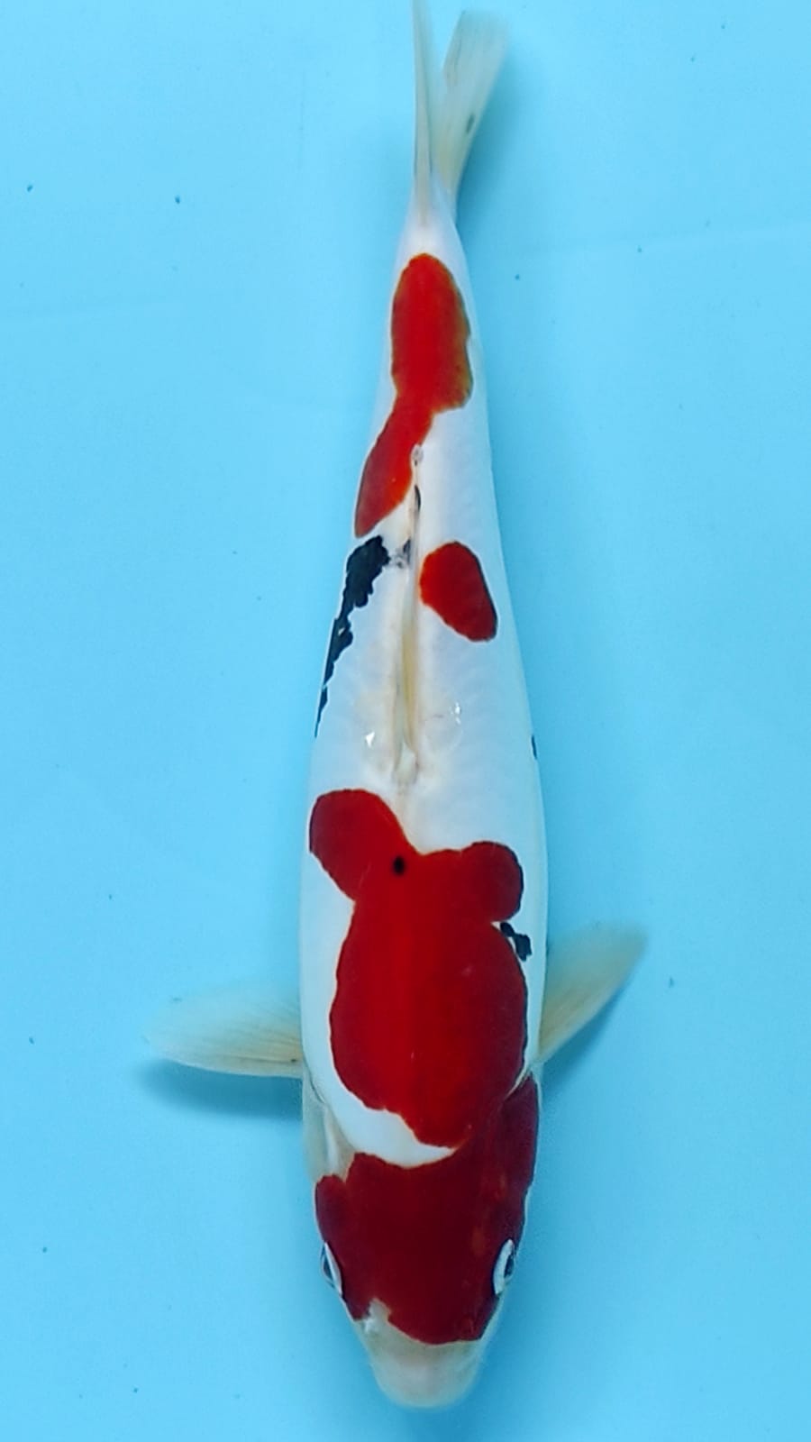 SANKE DOITSU MURNI 35cm