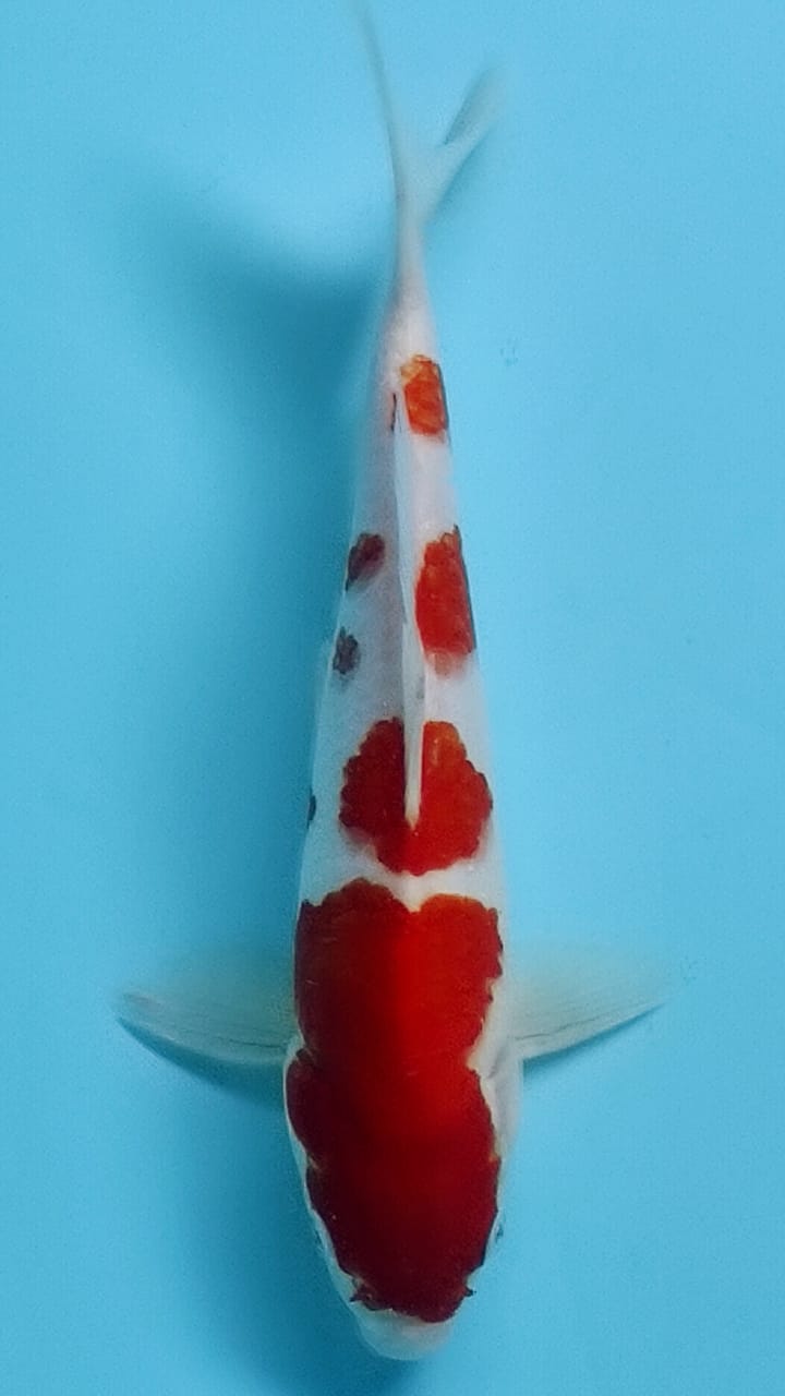 KOHAKU MARUTEN 28cm