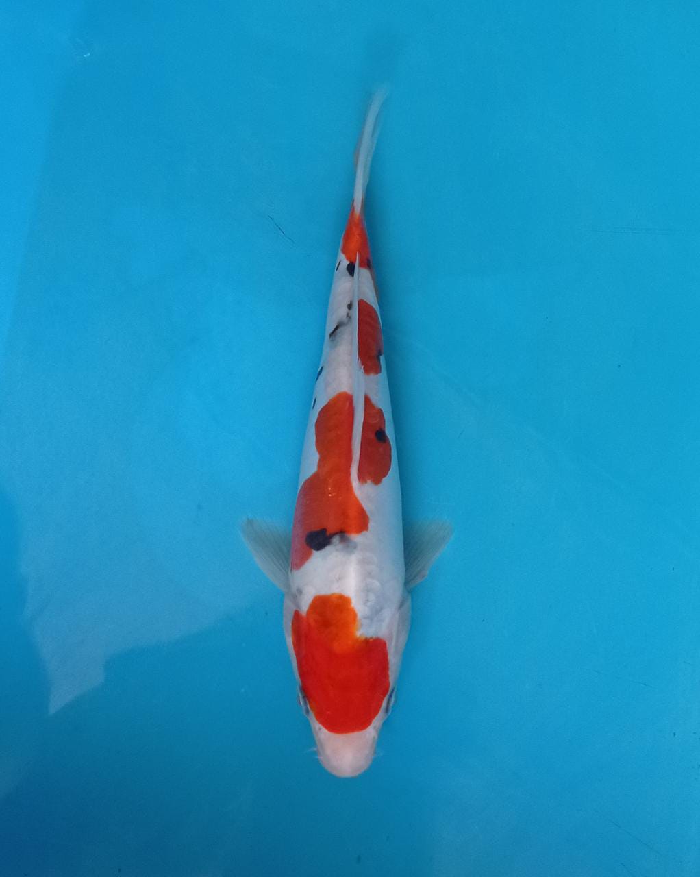 SANKE DOITSU 20cm