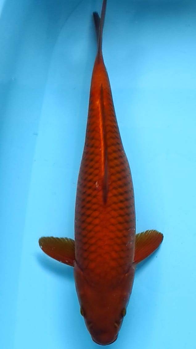 CHAGOI TEMBAGA JUMBO 48cm