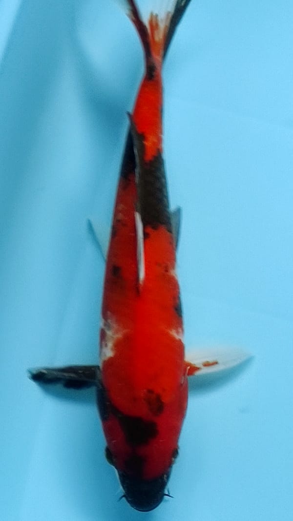 SHOWA STRONG 34cm