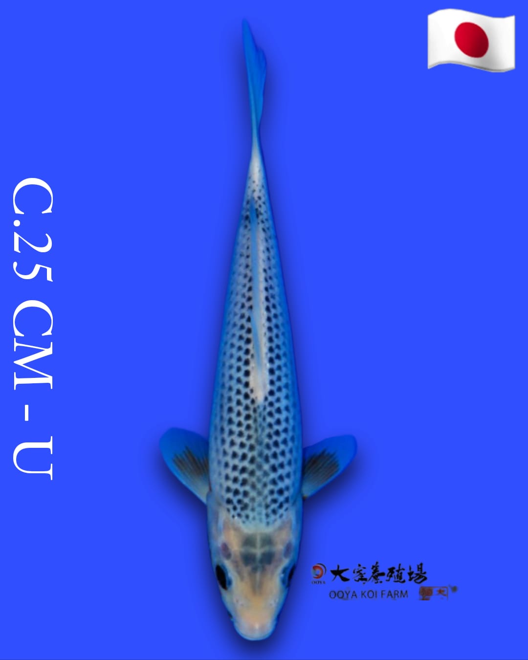 Ikan Koi ASAGI 25cm OOYA HQ, lelang koi ASAGI 25cm OOYA HQ, jual koi ASAGI 25cm OOYA HQ, beli koi ASAGI 25cm OOYA HQ, Lelang Koi Online, Jual Beli Ikan Koi, Pusat Jual Beli Koi, Info Lelang Koi Hari Ini, Platform Jual Beli Koi, Jual Beli Ikan Koi Online, Marketplace Ikan Koi, Jual Koi Terbaik, Tempat Beli Koi Berkualitas, Pasar Ikan Koi Online Terpercaya, Penjual Ikan Koi Terpercaya, Beli Koi Hias Online, Ikan Koi untuk Dijual, Koi Kualitas Terbaik, Toko Online Ikan Koi, Koi Hias Untuk Dijual, Jual Beli Ikan Koi Lokal, Koi Indonesia Online, Pusat Jual Beli Koi Terbesar