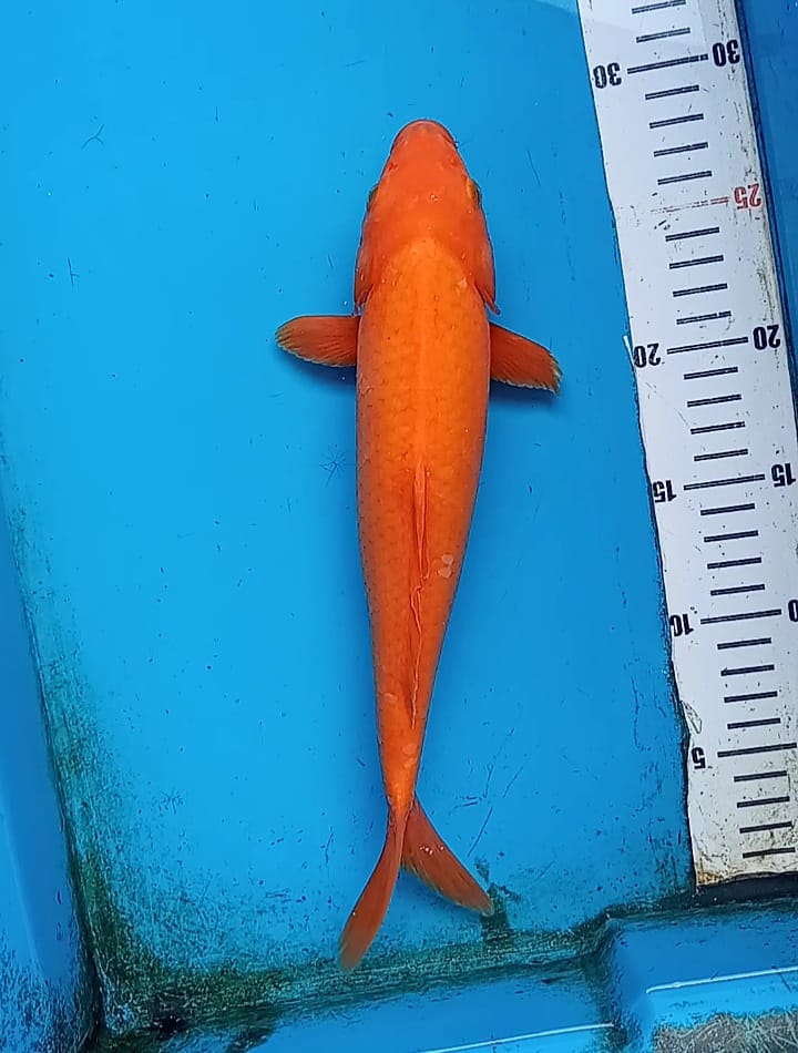 BENIGOI 30cm