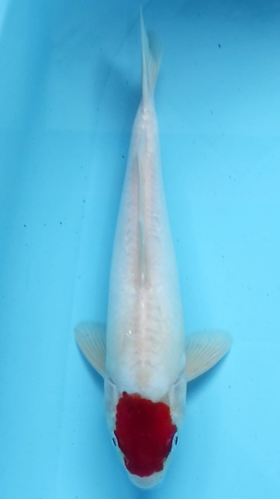 TANCHO KOHAKU DOITSU 34cm