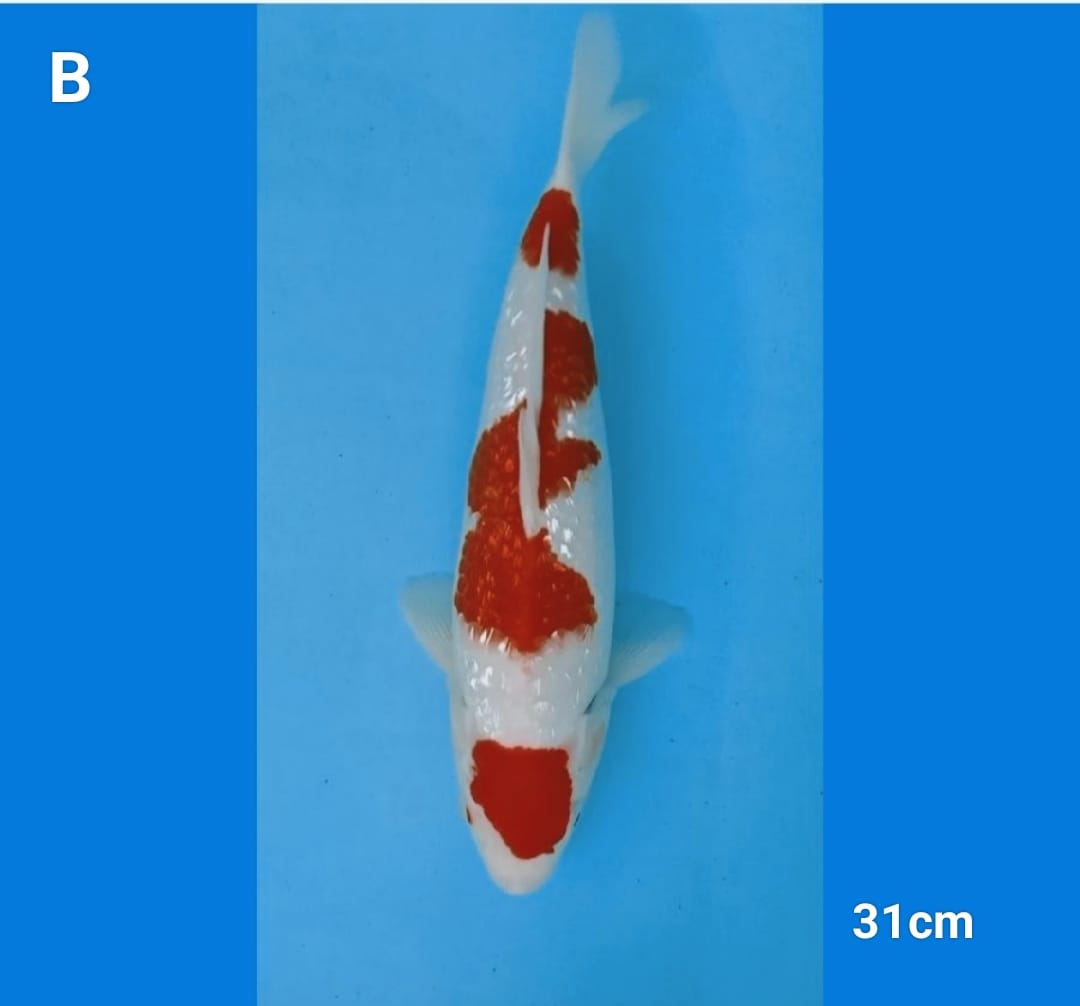 KOHAKU GINRIN HQ 31cm