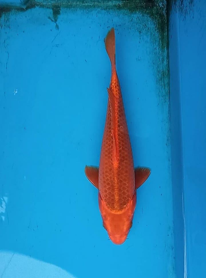 AKA MATSUBA 26cm