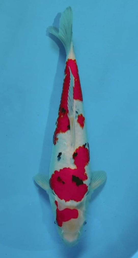 SANKE 41cm