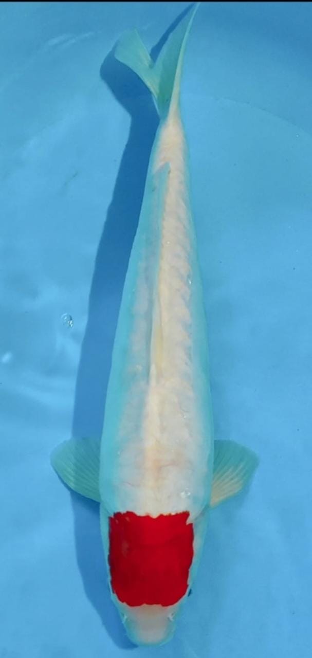 TANCHO KOHAKU 49cm