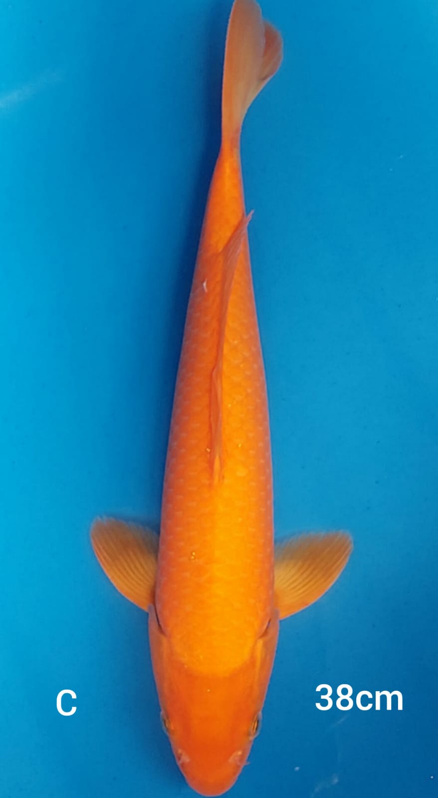 Ikan Koi BENIGOI 38cm, lelang koi BENIGOI 38cm, jual koi BENIGOI 38cm, beli koi BENIGOI 38cm, Lelang Koi Online, Jual Beli Ikan Koi, Pusat Jual Beli Koi, Info Lelang Koi Hari Ini, Platform Jual Beli Koi, Jual Beli Ikan Koi Online, Marketplace Ikan Koi, Jual Koi Terbaik, Tempat Beli Koi Berkualitas, Pasar Ikan Koi Online Terpercaya, Penjual Ikan Koi Terpercaya, Beli Koi Hias Online, Ikan Koi untuk Dijual, Koi Kualitas Terbaik, Toko Online Ikan Koi, Koi Hias Untuk Dijual, Jual Beli Ikan Koi Lokal, Koi Indonesia Online, Pusat Jual Beli Koi Terbesar